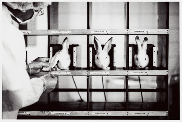 Injecting rabbits with vaccines in a research lab.