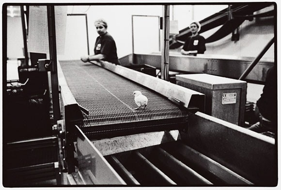 Poultry plant workers examine chicks for defects.