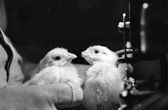 Two chicks with clipped beaks.