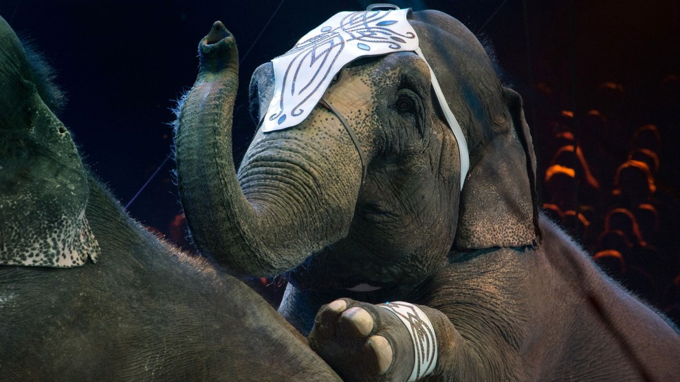 circus elephant on black background