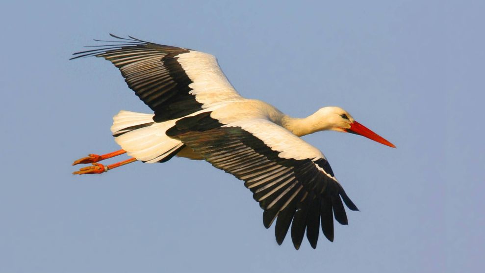 White stork