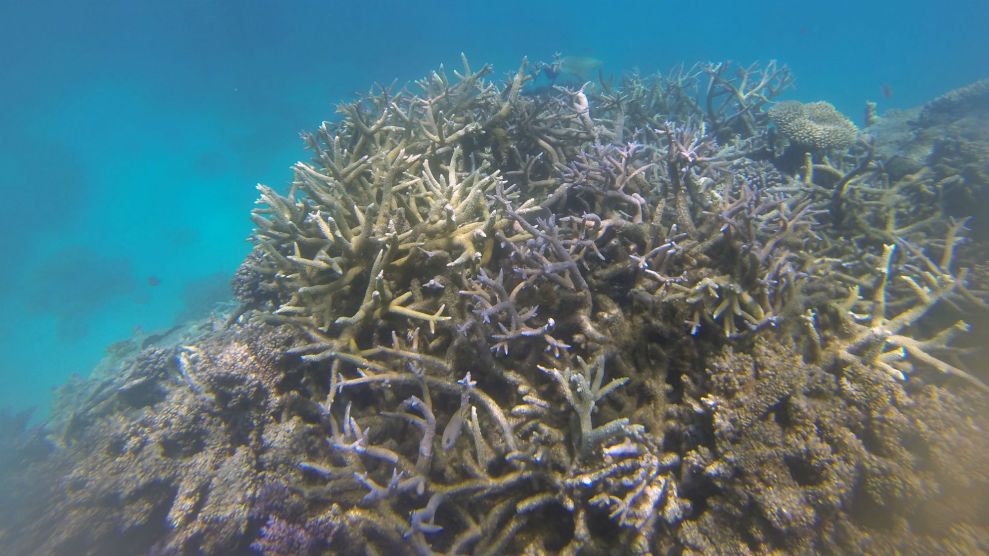 Bleaching on the Great Barrier Reef