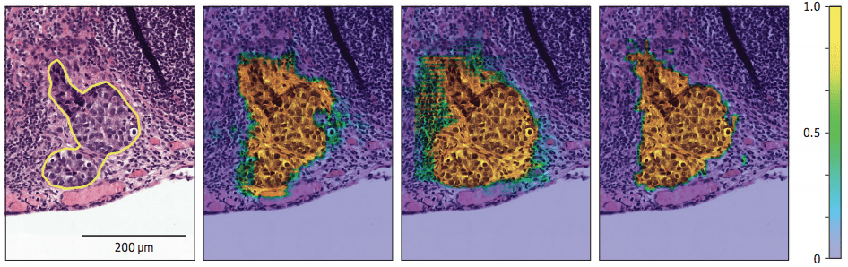 tissue slides