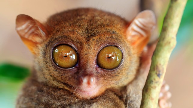 Phillipine tarsier