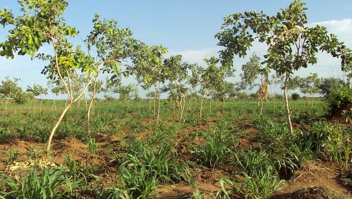 Green trees on a field, further description in caption