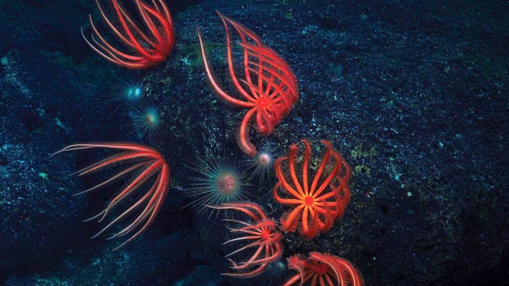 Bright orange sea stars on a dark background