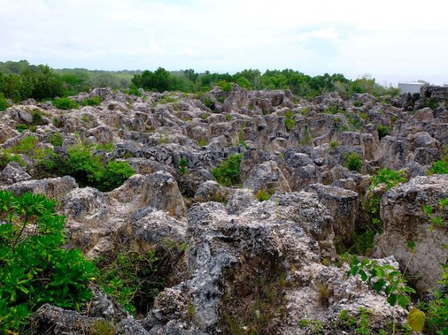 Photo of rocks and greenery