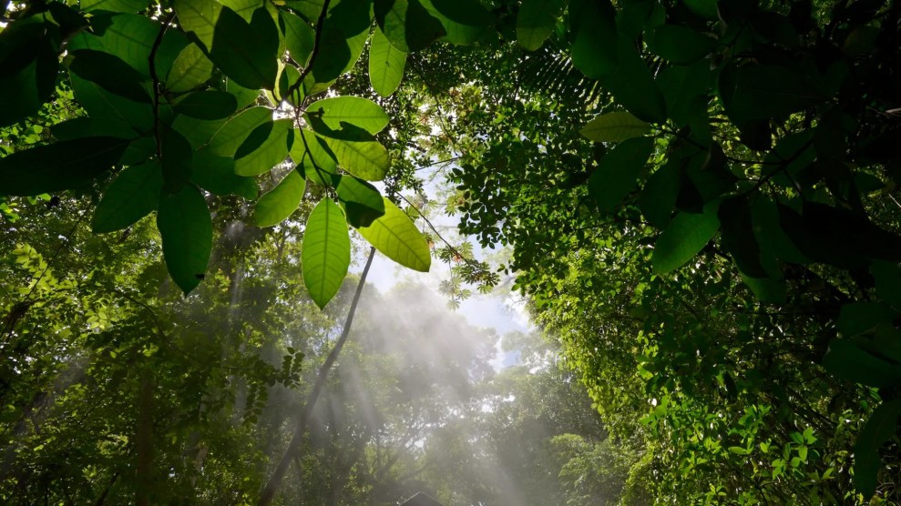 White light streaks through green leaves that dapple between light and dark.