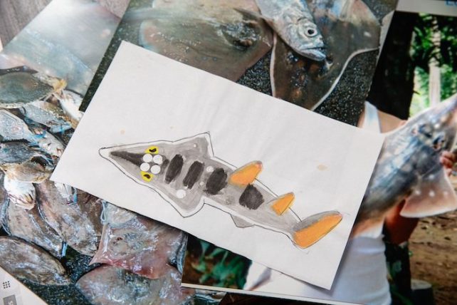 A collage of an illustration of a clown wedgefish on top of photos of the spieces