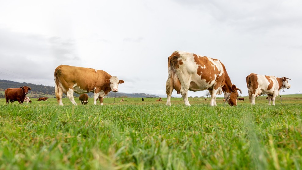 Three cows stand in a green field with a white cloudy sky behind them.