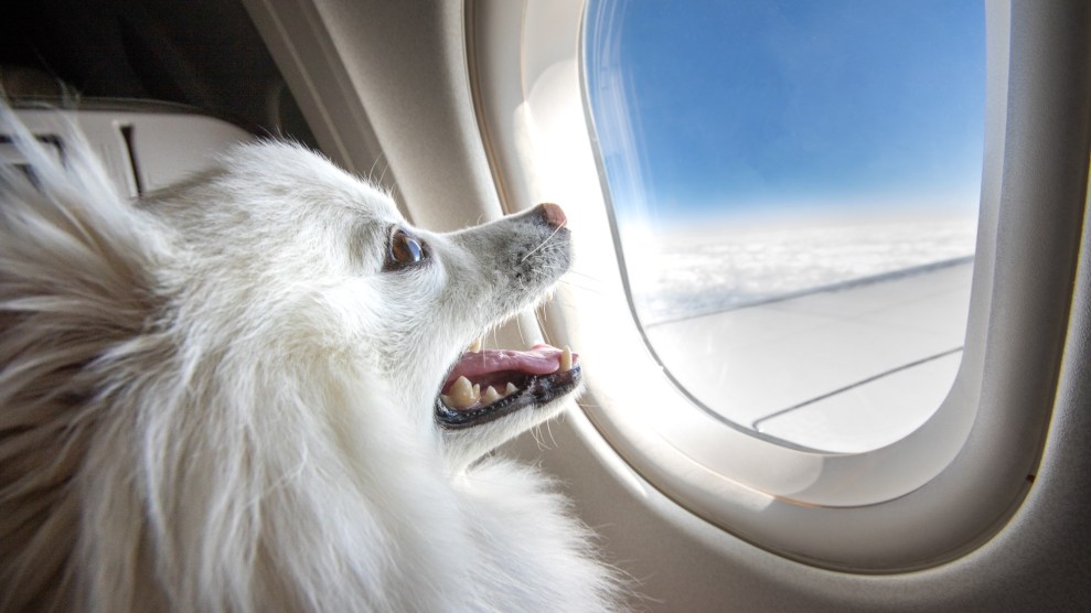 A small fluffy white dog smiles in front of an airplane window.