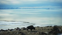 A bison on the edge of the GSL on Antelope Island.