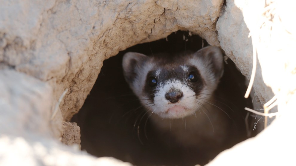 A black-footed ferret looks out of the entrance to a prairie dog tunnel