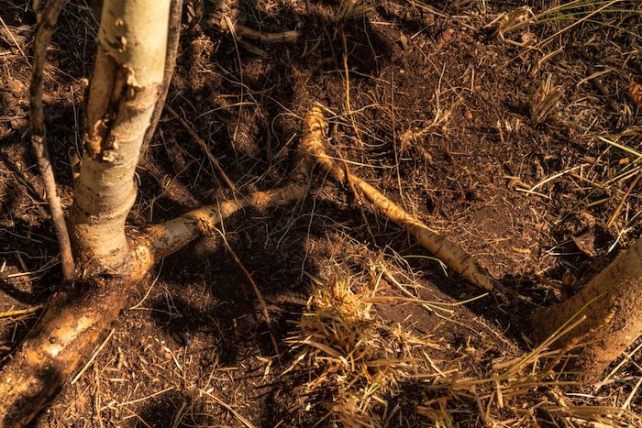 Tree roots at the forest floor