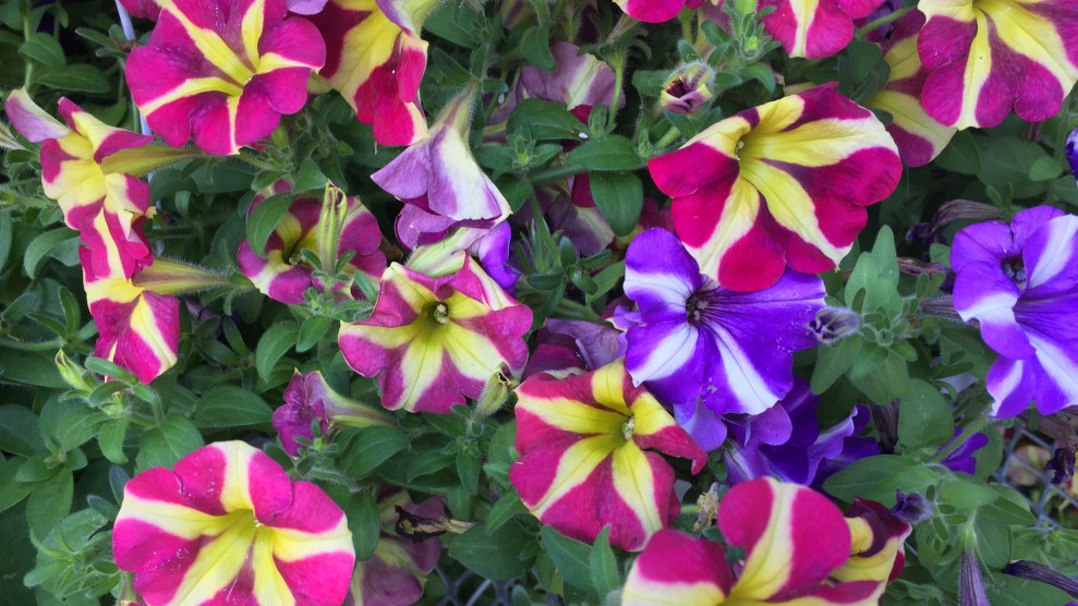 Two-toned green and pink and purple and violet flowers