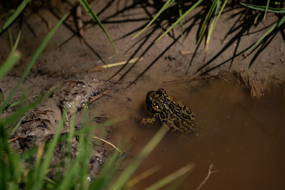 Toad sitting in a small pool of water.