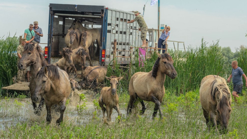 A few white people releasing horses from a truck into a grassy area