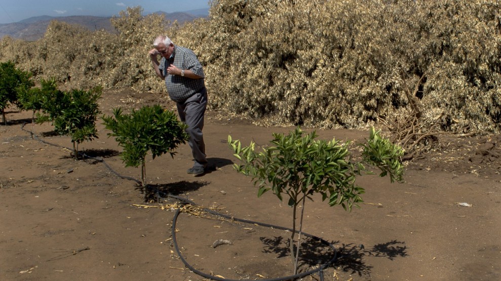 A white man stands in front of several small trees, half his size. Behind him dried trees lay piled.