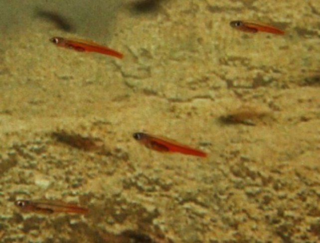 Paedocypris progenetica swimming with sand in the background