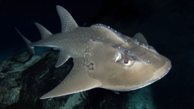 a gleaming grey-white fish on dark background