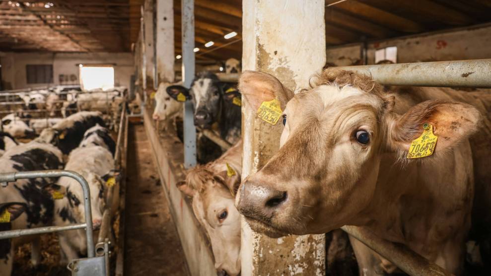 A bunch of cows kept in a barn in tight quarters