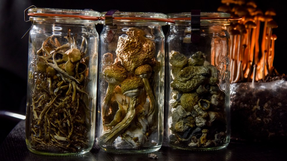 Three jars of psilocybin mushrooms