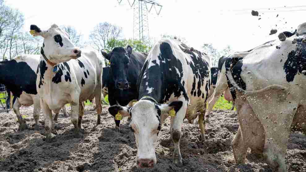 Cattle on dirt outside