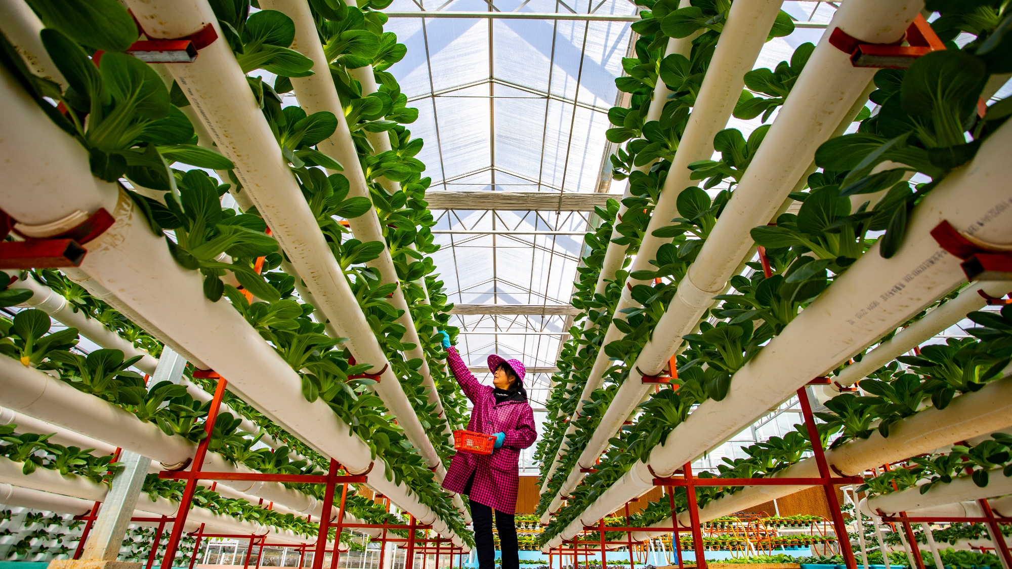 A farmer tends to vegetables in a greenhouse.