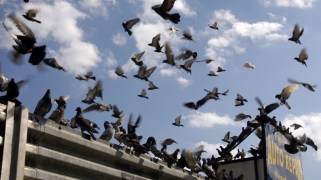 A flock of pigeons are flying through the air with a blue sky and a few clouds in the background.