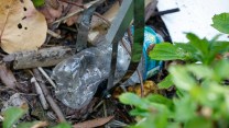 a clear plastic water bottle sits in the thick of some brush.