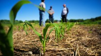 A corn plant on a farm