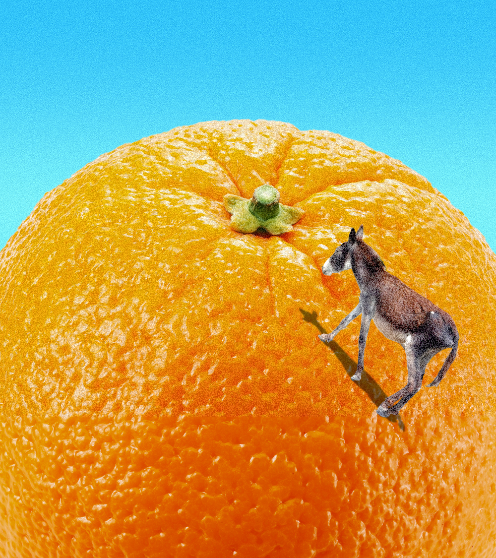 A donkey climbing up a giant orange