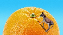 A donkey climbing up a giant orange