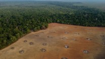 A tropical rainforest clearing is juxtaposed against an untampered part of the rainforest