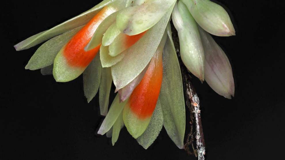 A green and orange flower on a black background.