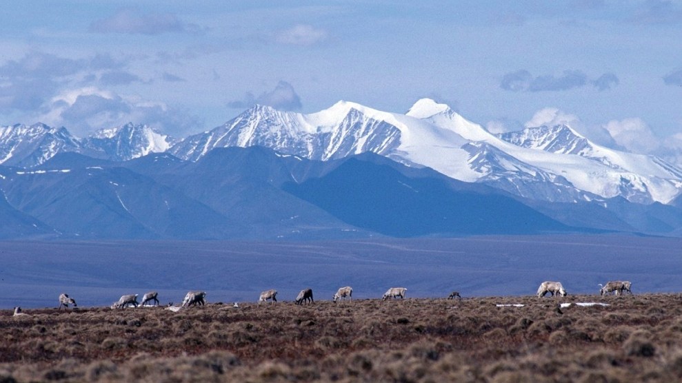 Mountains rise up behind caribou grazing in a field