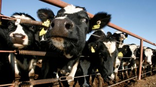 A herd of dairy cows peak their heads out from the fence. Each ear is tagged with a yellow marker and some numbers.