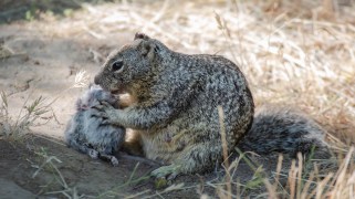 A ground squirrel hold a lifeless furry mass in its paws