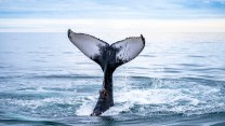 A whale tail poking out of bright blue water