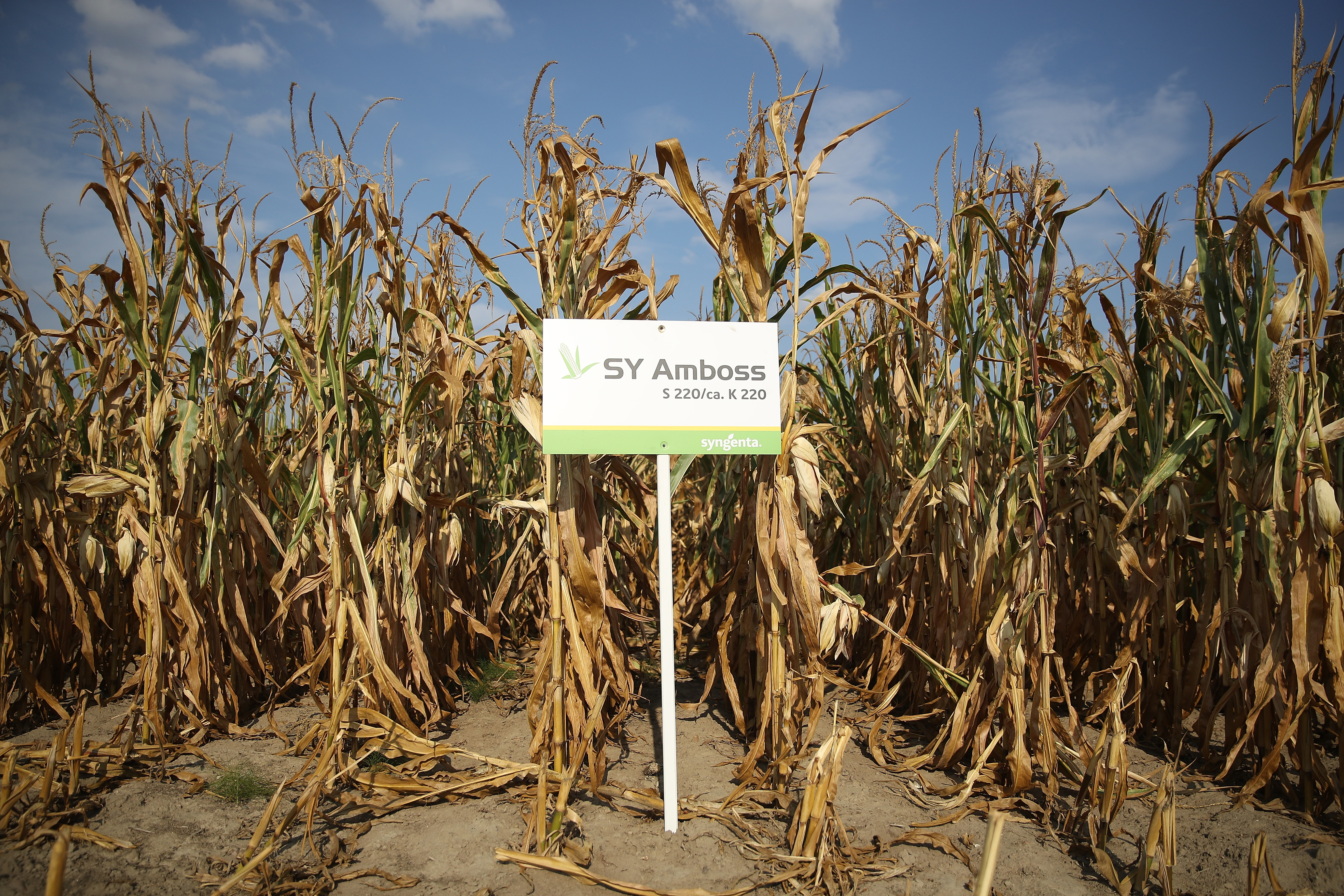A sign marks a row of SY Amboss corn.