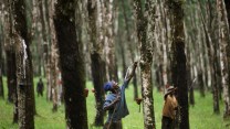 A man extracts latex from a rubber tree.