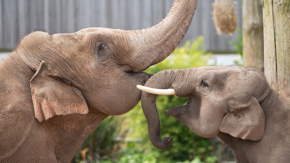 Two elephants press their trunks together.