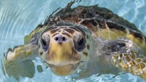 A sea turtle peeks its head out of the water.