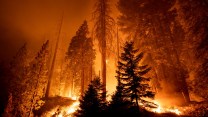 Trees are silhouetted by a fiery orange blaze