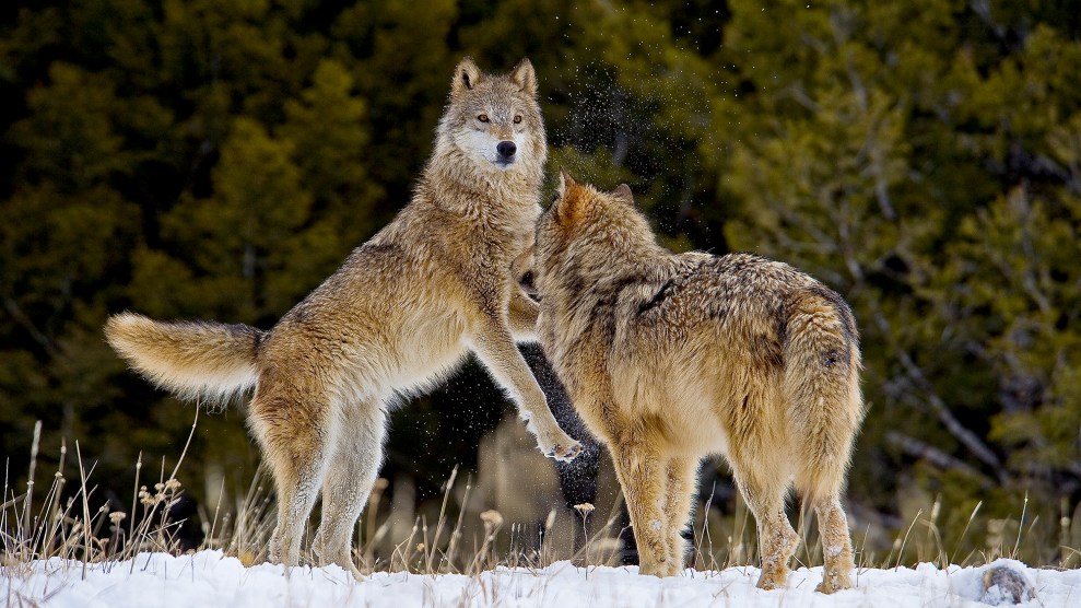 Two wolves jumping in the snow.