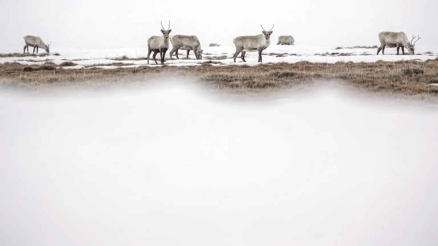 Caribou on snow