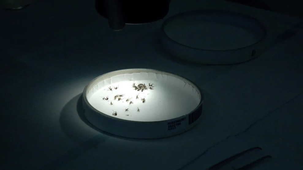 A spotlit petri dish in front of a black background.