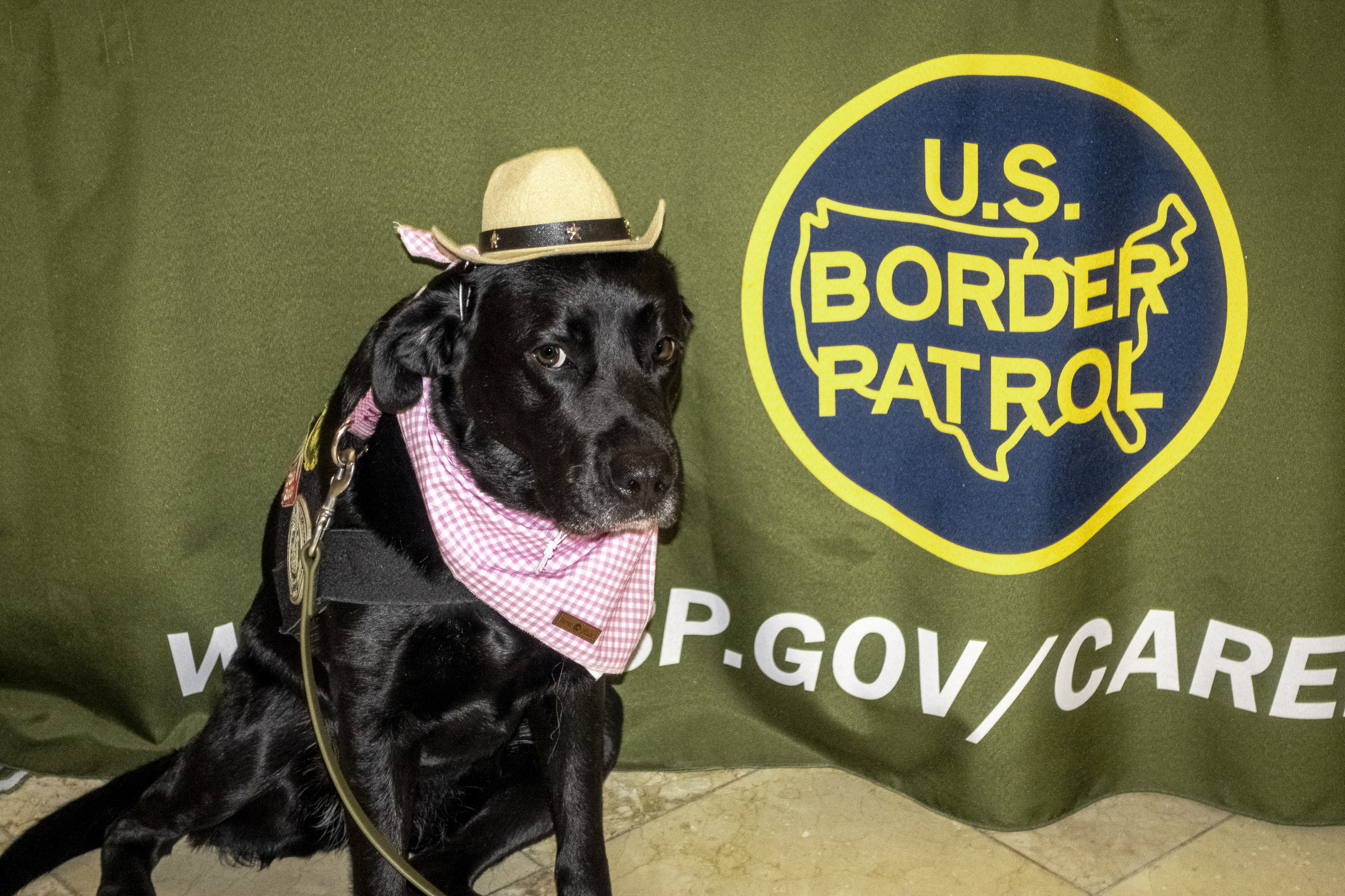 Black dog wearing a cowboy hat and gingham bandanna.