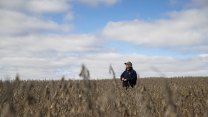 A farmer is seen among soybean crops in a field of his family farm in Atlantic, a small city in the Midwestern state of Iowa, the United States.