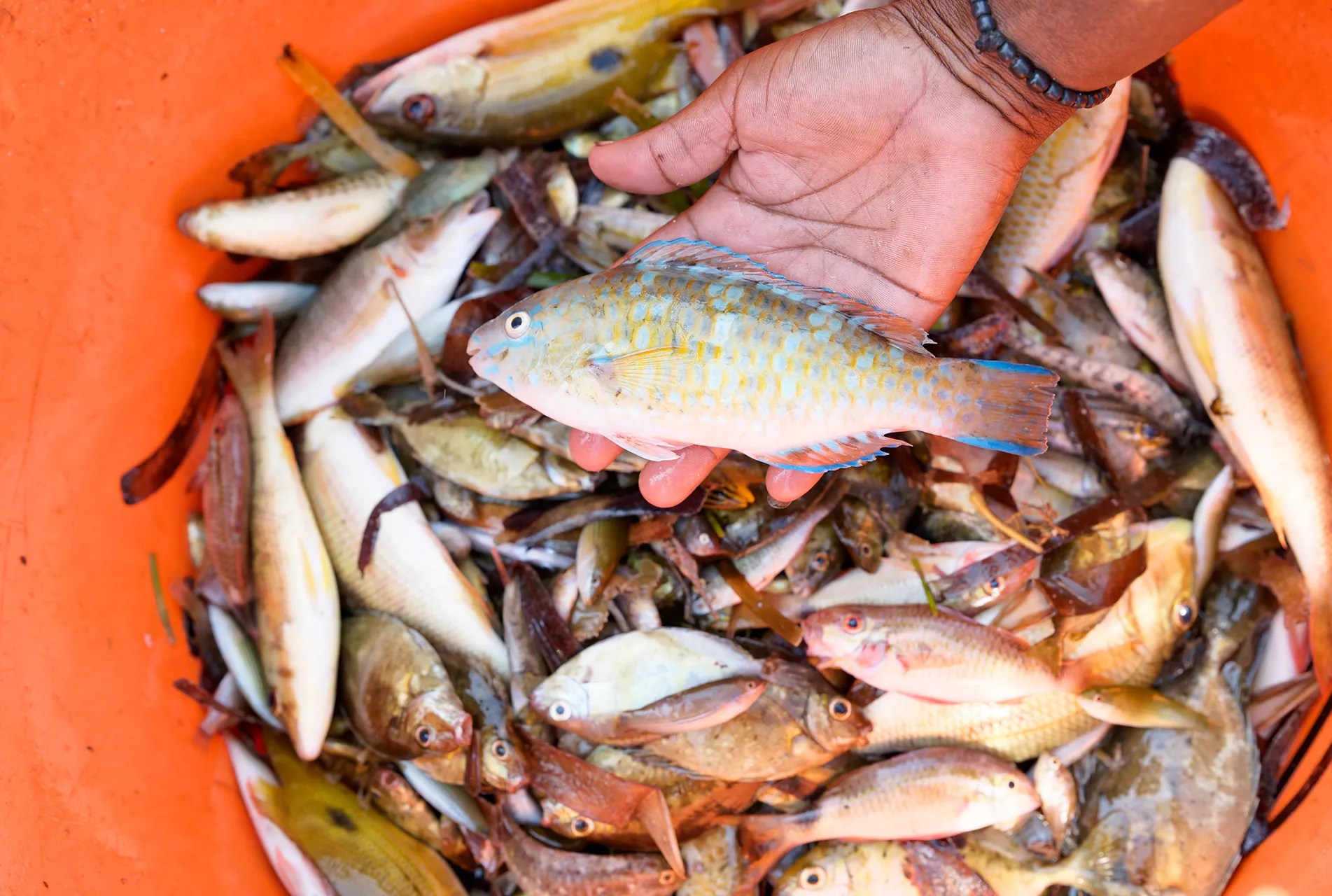 An orange bucket with small silver fish.